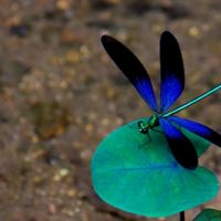 蓝蜻蜓123