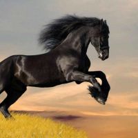 blackhorse王子
