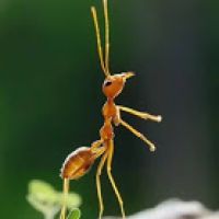 流浪北美的蚂蚁
