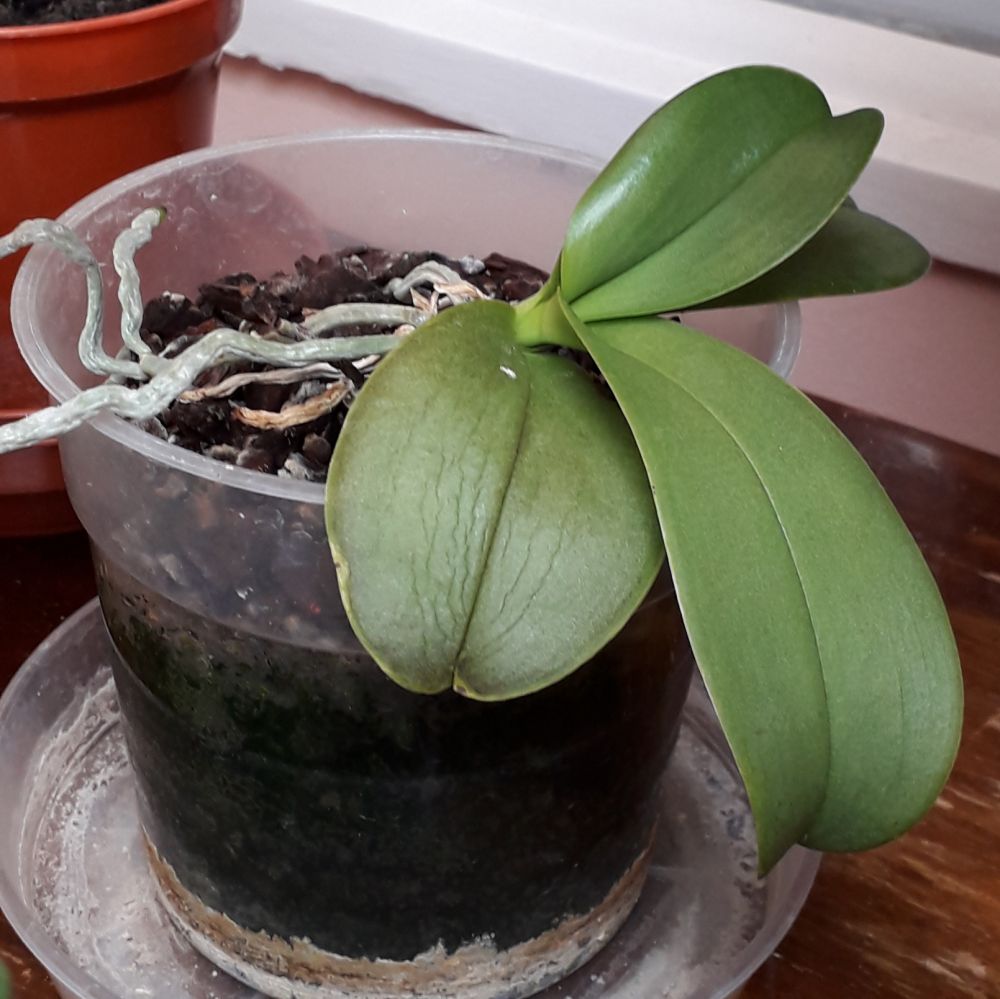  baby orchid