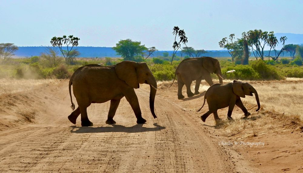 走进东非动物世界（2）肯尼亚奥尔佩杰塔保护区濒临绝种的犀牛- 博客 