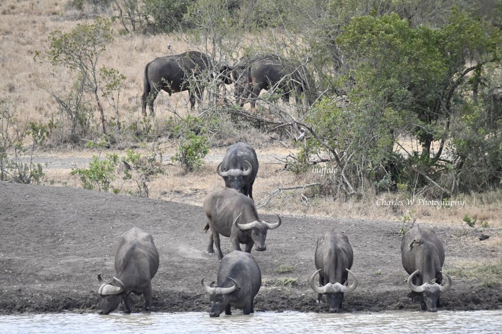 走进东非动物世界（2）肯尼亚奥尔佩杰塔保护区濒临绝种的犀牛- 博客 